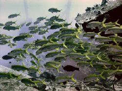 School of Goatfish ~100 foot depth swimming over Mahi Wre... by Glenn Poulain 